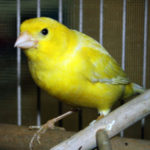 canary-large